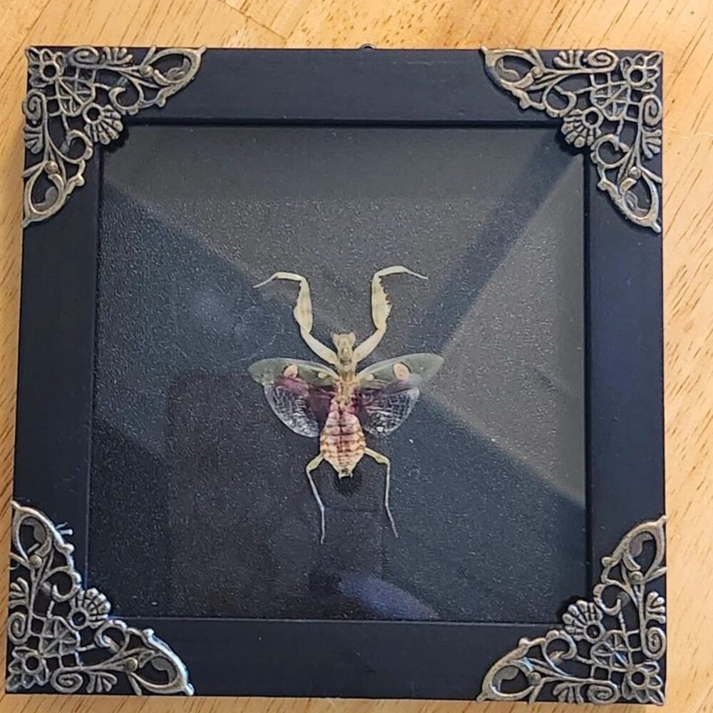 Flower Mantis Framed Shadow Box